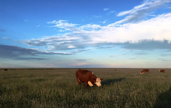 cowsgrazing.jpg