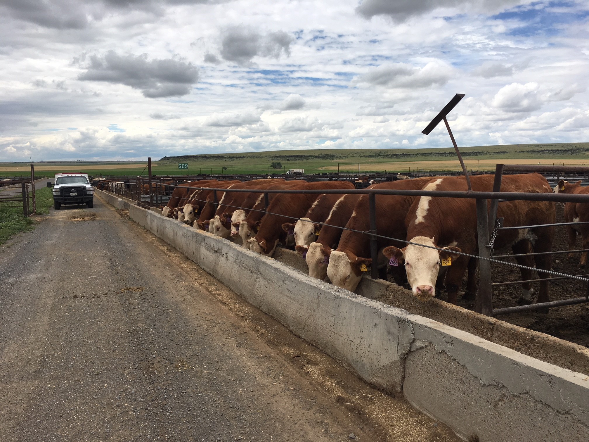 feedlot1.jpg